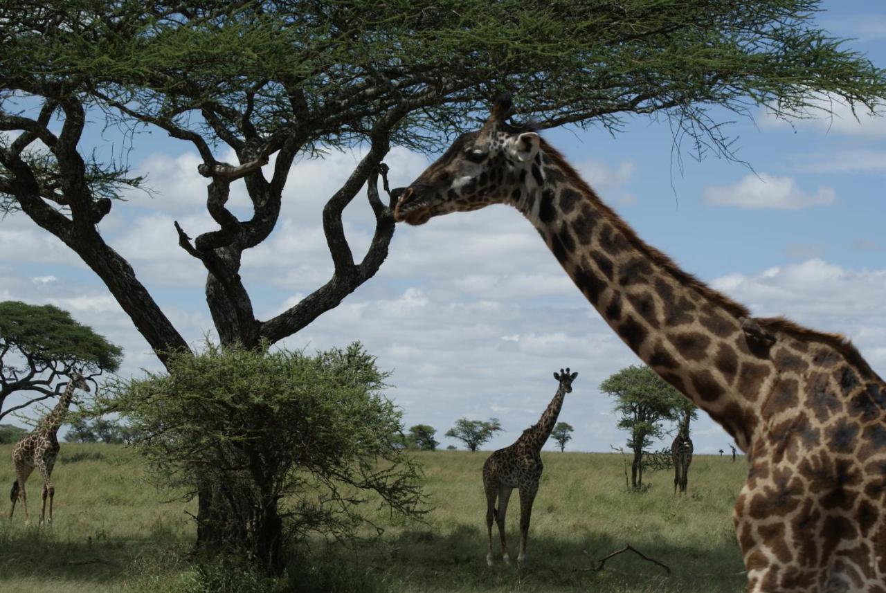 African Sunrise Lodge And Campsite Мто-ва-Мбу Экстерьер фото